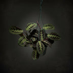 Maranta 'Red Prayer Plant'