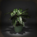 Calathea 'Beauty Star'