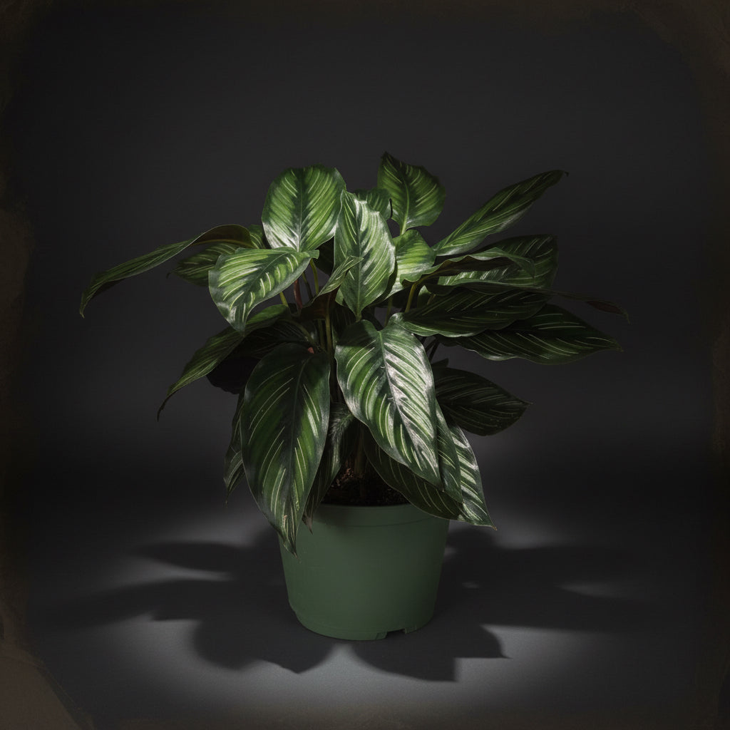 Calathea 'Beauty Star'
