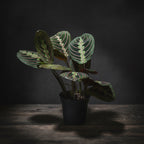 Maranta 'Red Prayer Plant'