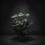 Monstera Adansonii