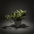 Pothos 'N'joy'