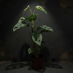 Monstera Adansonii