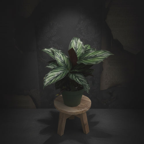 Calathea 'Beauty Star'