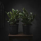 ZZ Plant