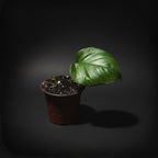 Manjula Pothos