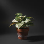 Manjula Pothos