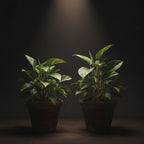Manjula Pothos