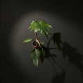 Philodendron Mayoi