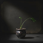Monstera Deliciosa