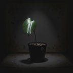 Monstera Deliciosa