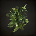 Neon Queen Pothos