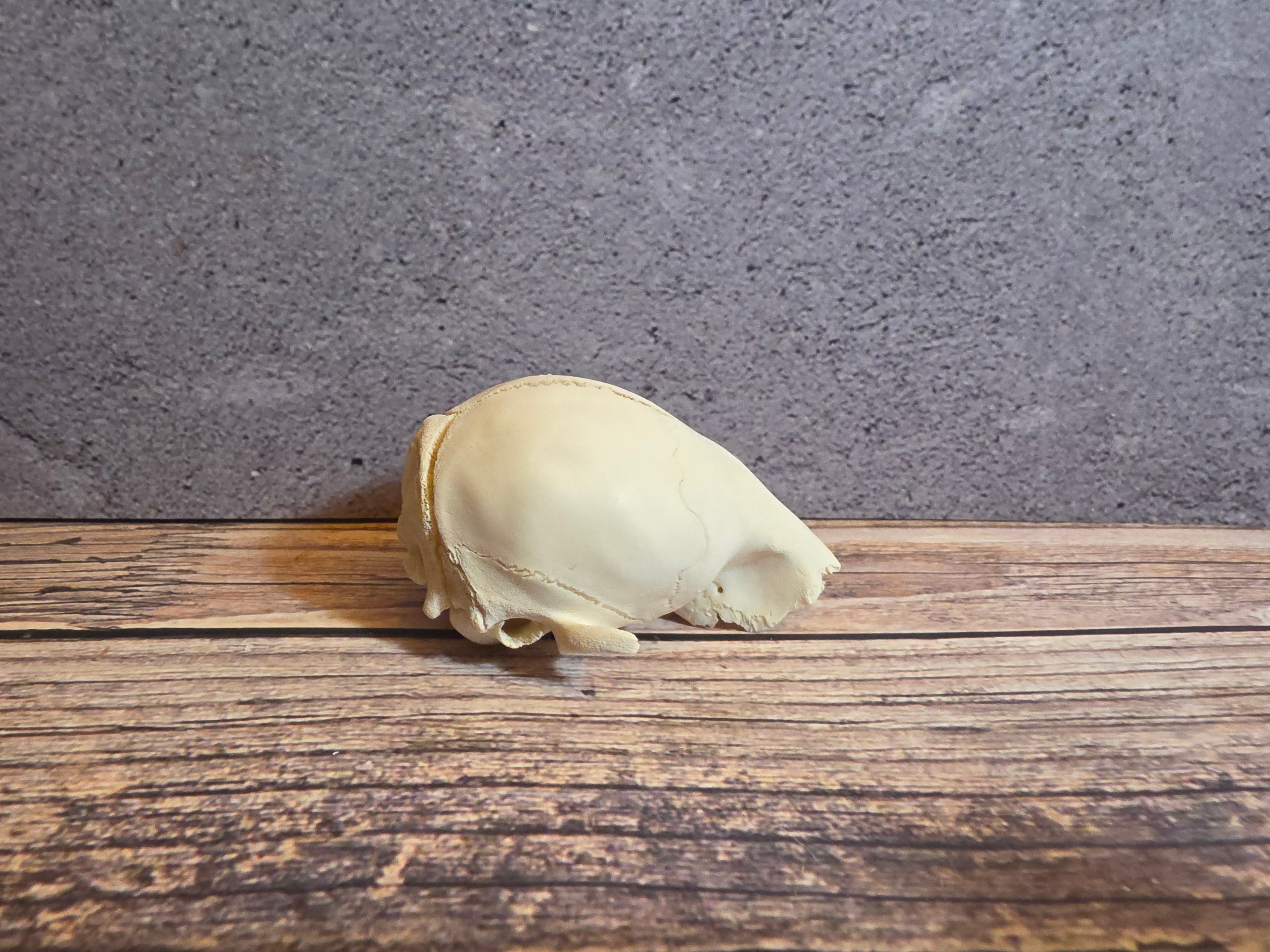Partial Adolescent Raccoon Skull