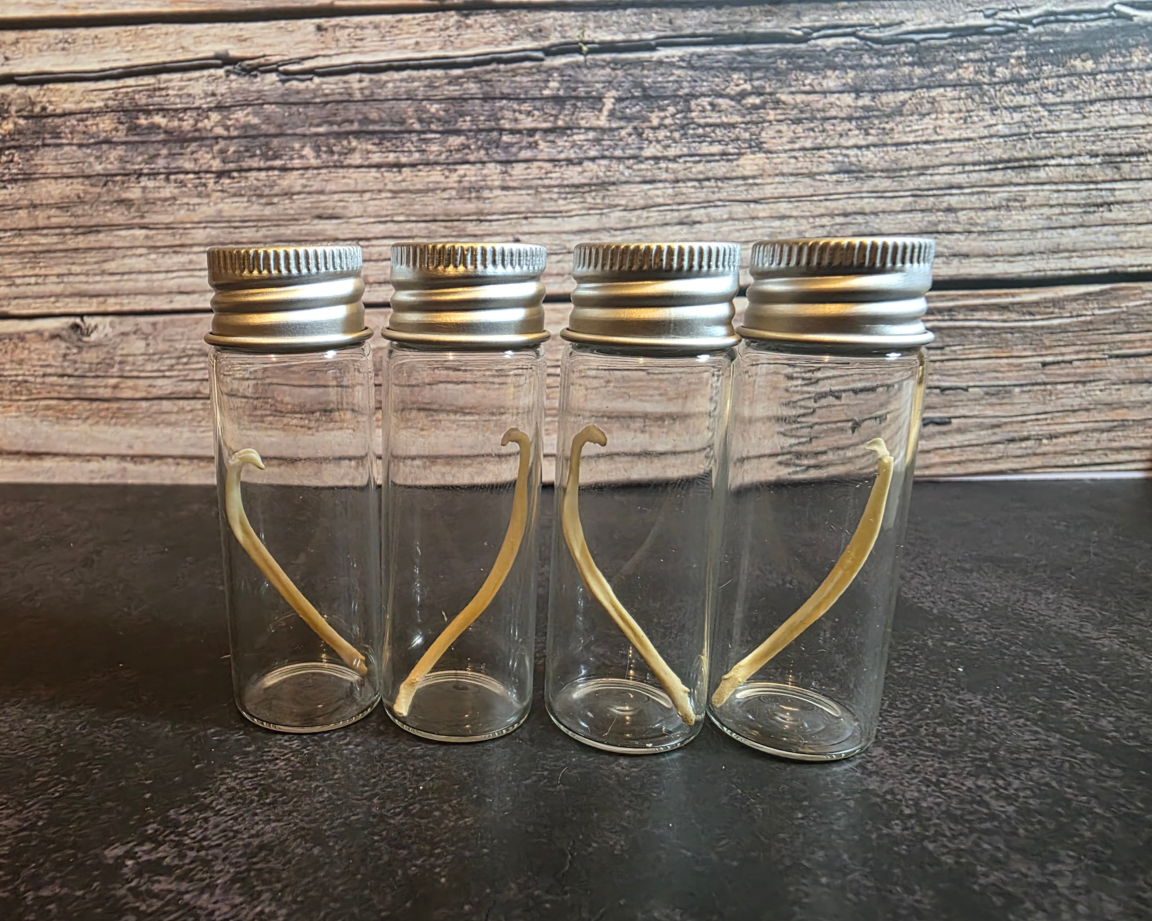 Imperfect Mink Baculum Curio Vial