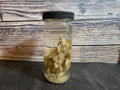 Domestic Chick Wet Specimen