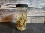 Domestic Chick Wet Specimen