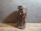 'Biblical Angel' Cat Heart And Lungs Wet Specimen