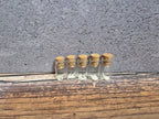 Possum Teeth Curio Vial