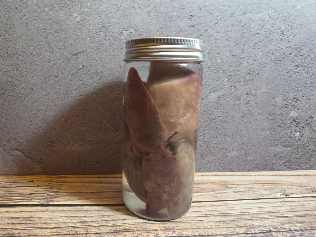 'Biblical Angel' Cat Heart And Lungs Wet Specimen