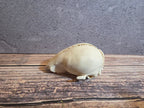 Partial Adolescent Raccoon Skull