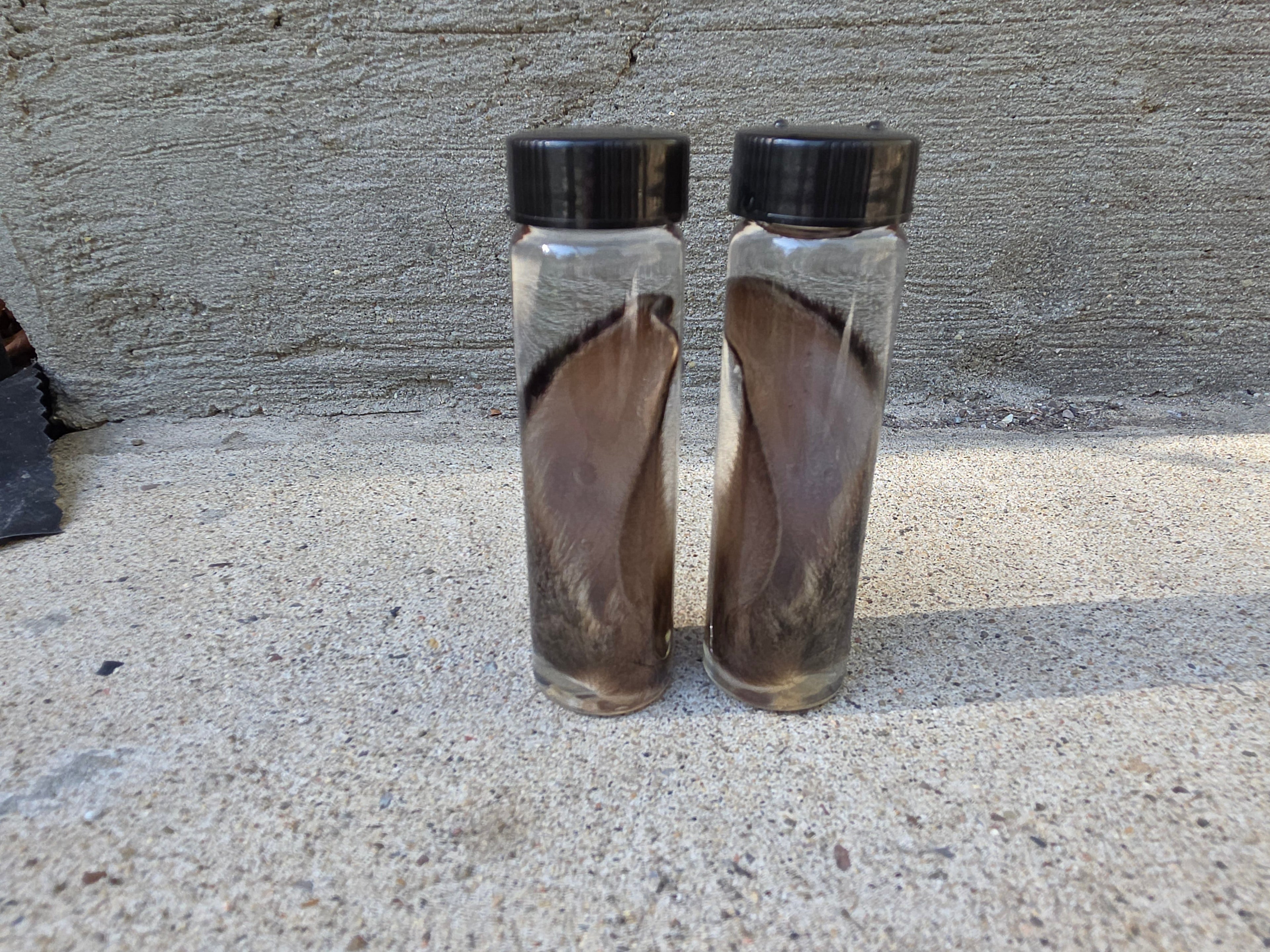 Wild Rabbit Ear Wet Specimen Vial