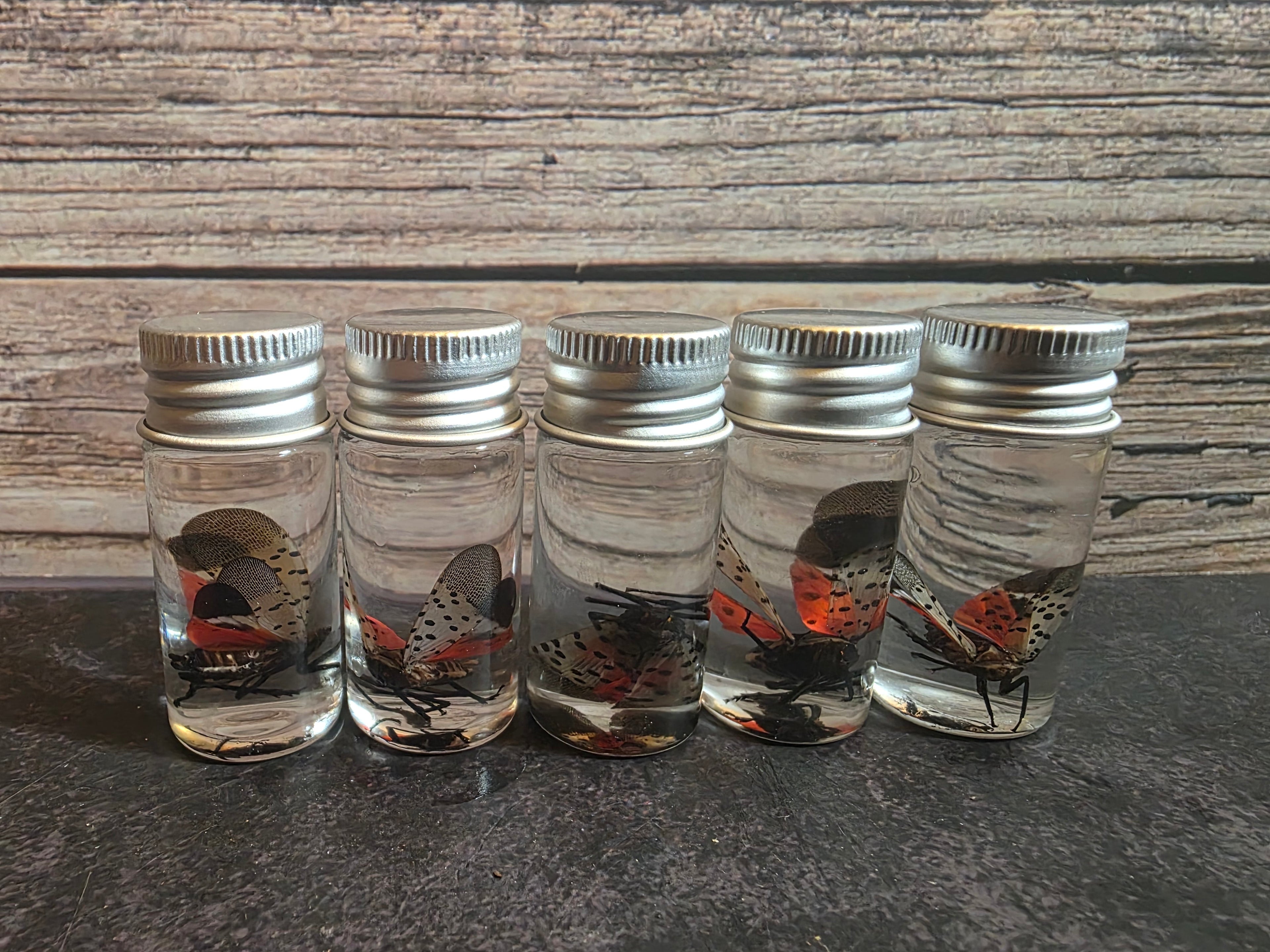 Spotted Lanternfly Wet Specimen Vial