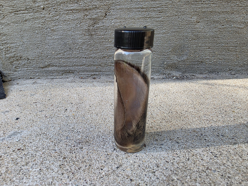 Wild Rabbit Ear Wet Specimen Vial