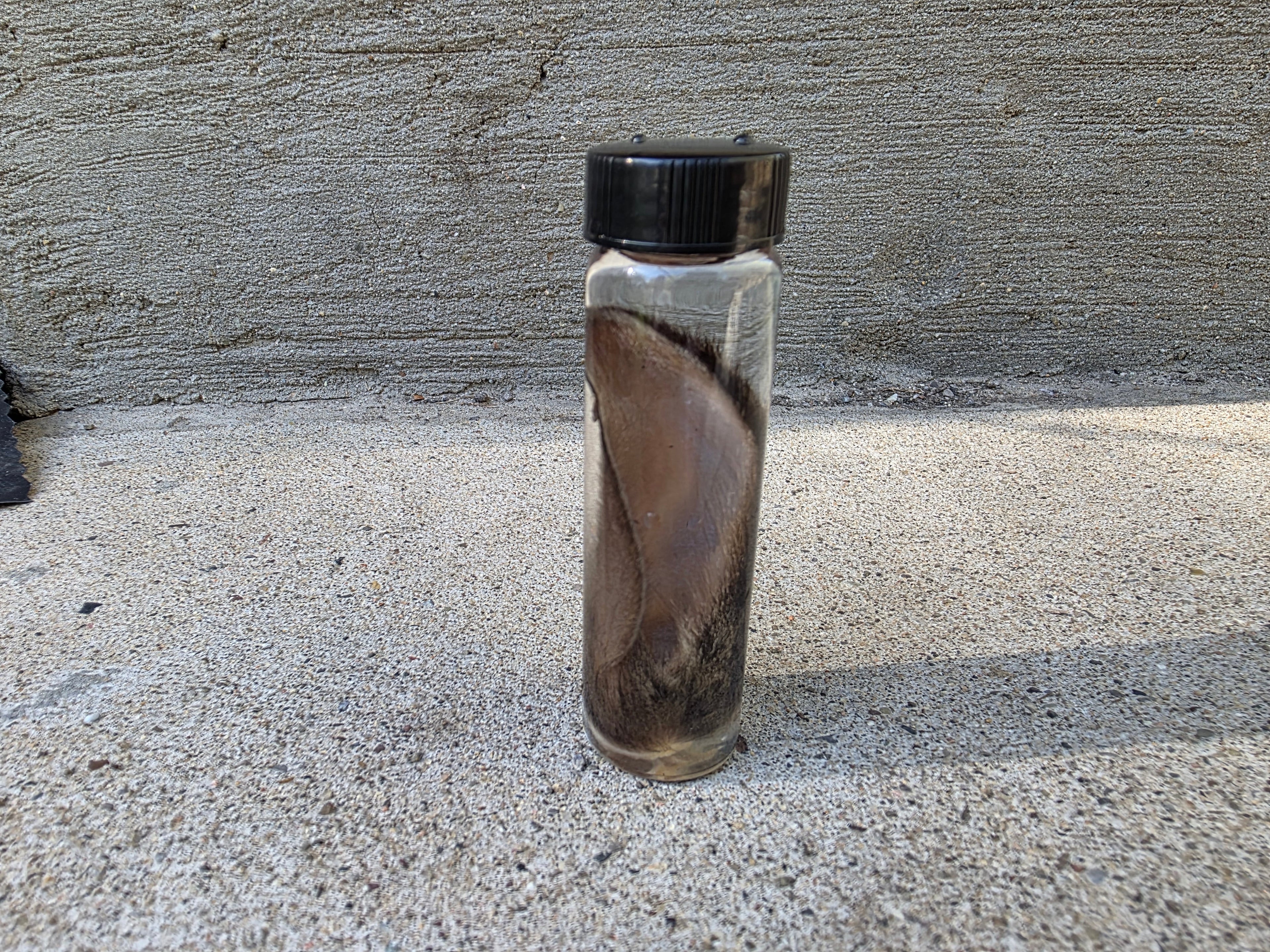 Wild Rabbit Ear Wet Specimen Vial
