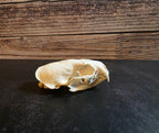 Mink Skull