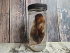 Red Domestic Chick Wet Specimen (#1)