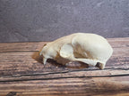 Craft Grade Raccoon Skull (Upper)
