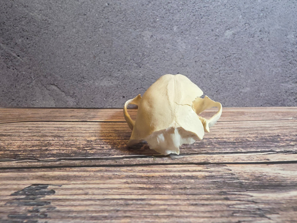 Craft Grade Raccoon Skull (Upper)