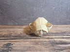 Craft Grade Raccoon Skull (Upper)