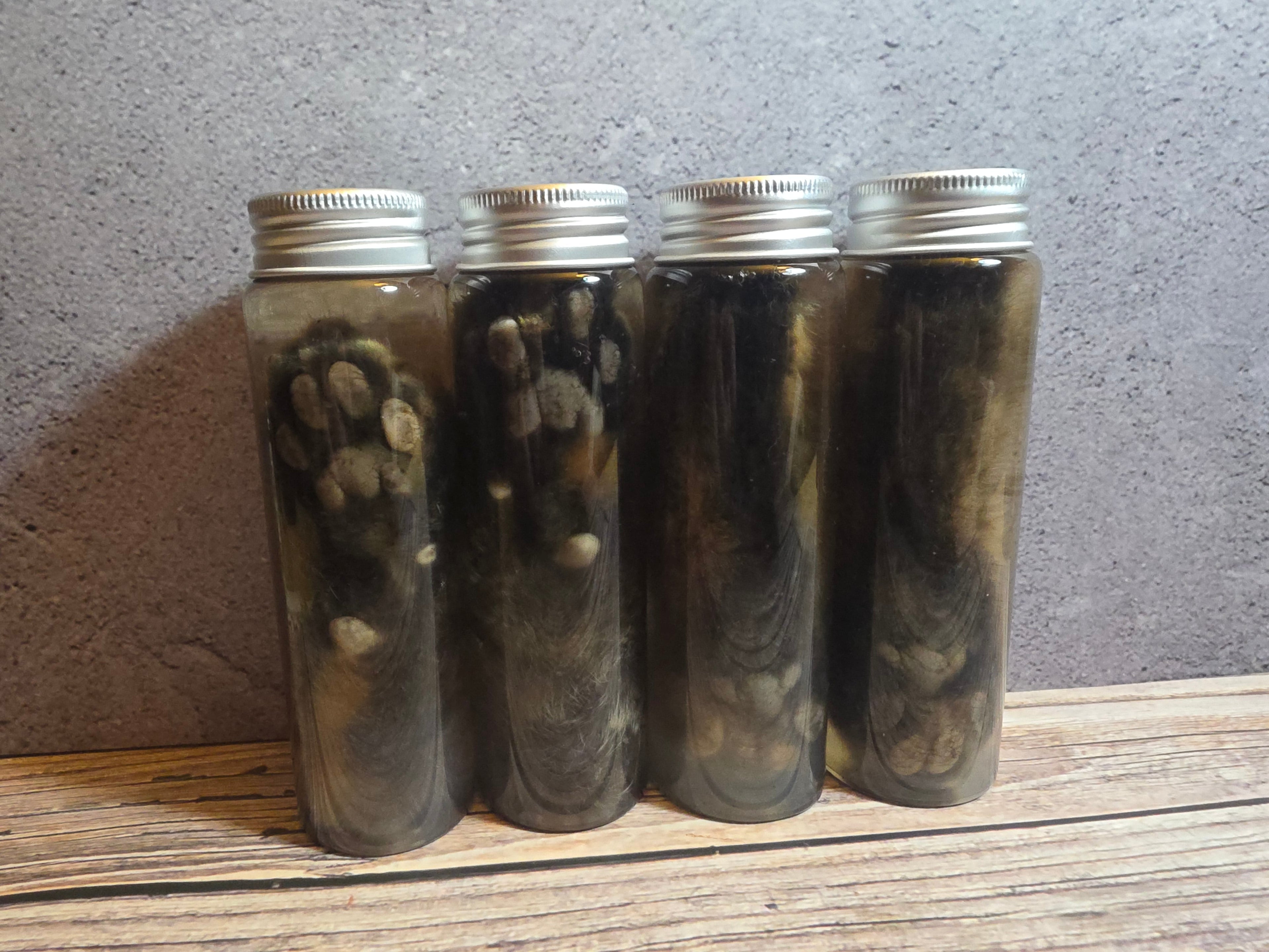 Grey Tortiseshell Cat Paw Wet Specimen