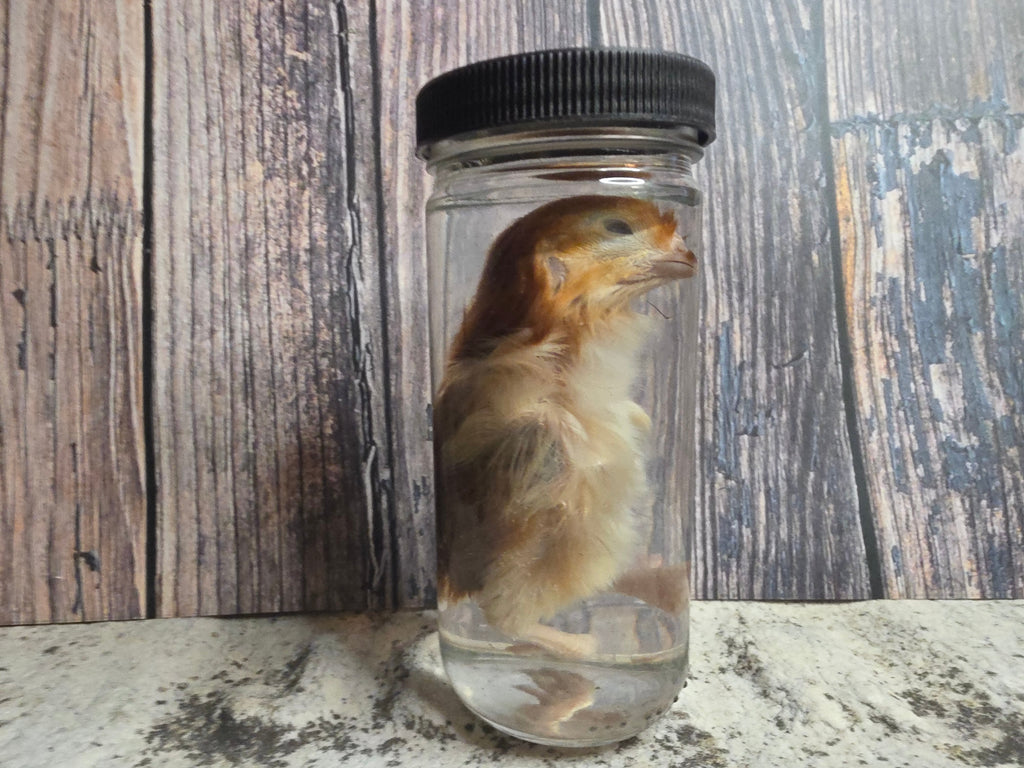Red Domestic Chick Wet Specimen (#1)
