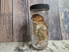 Red Domestic Chick Wet Specimen (#1)