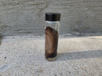 Wild Rabbit Ear Wet Specimen Vial