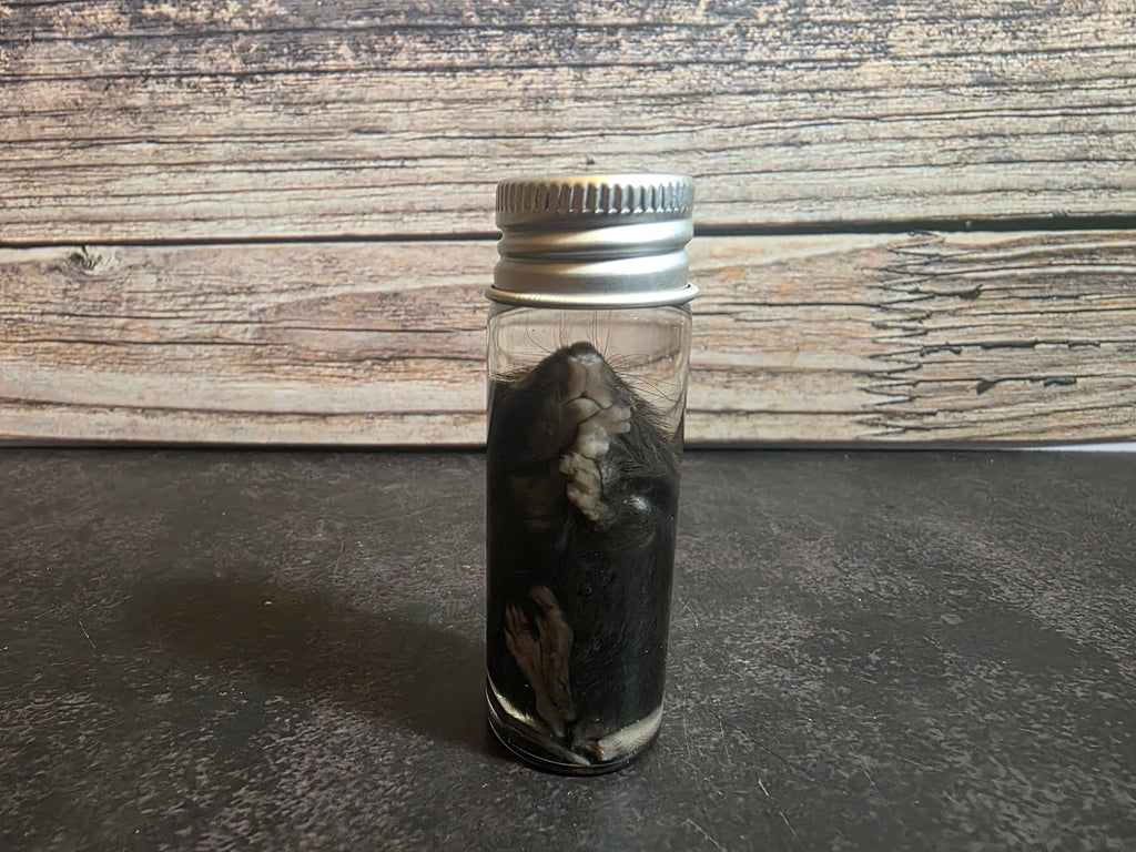 Fuzzy Dark Mouse Wet Specimen Vial