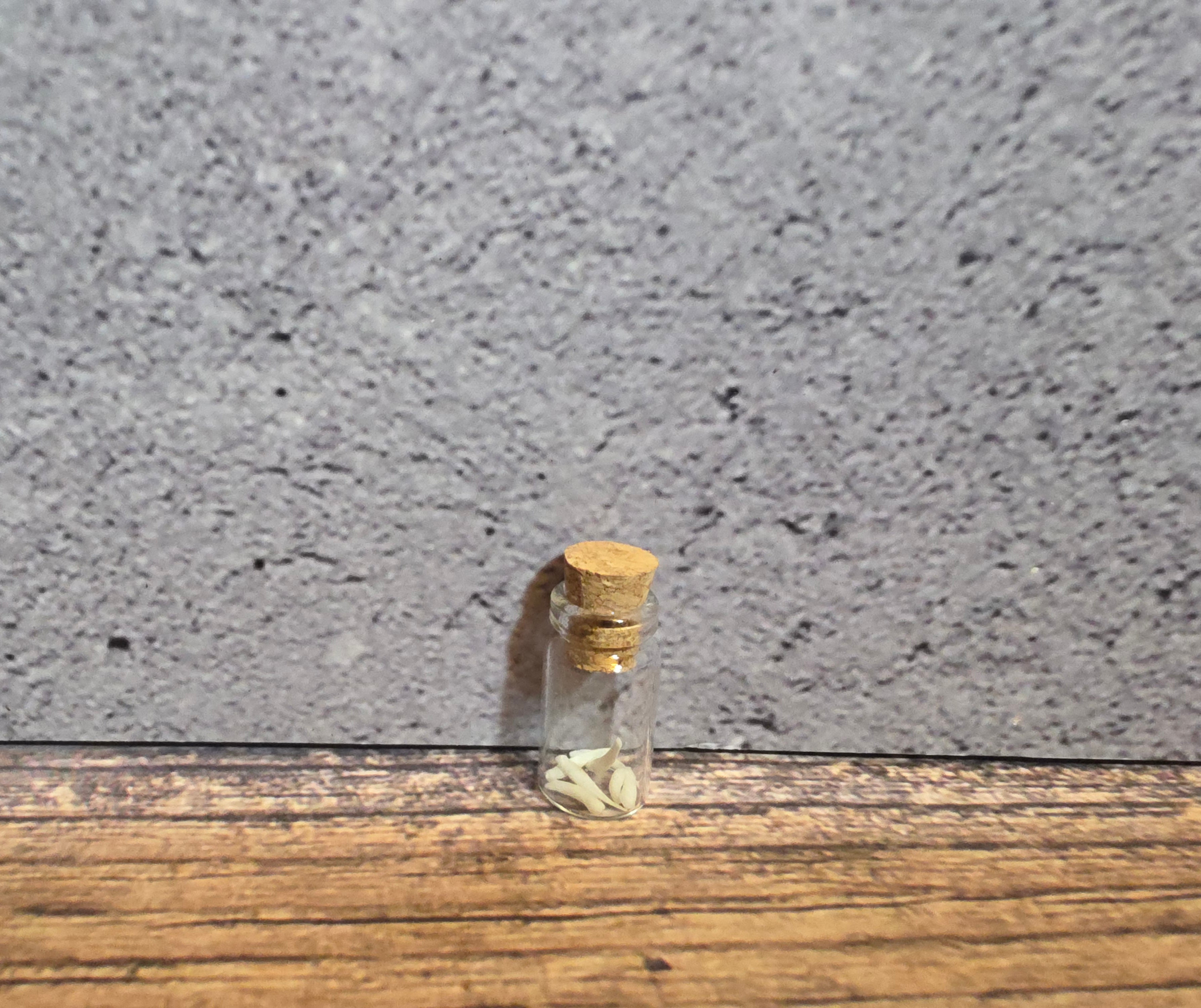 Possum Teeth Curio Vial