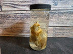 Domestic Chick Wet Specimen