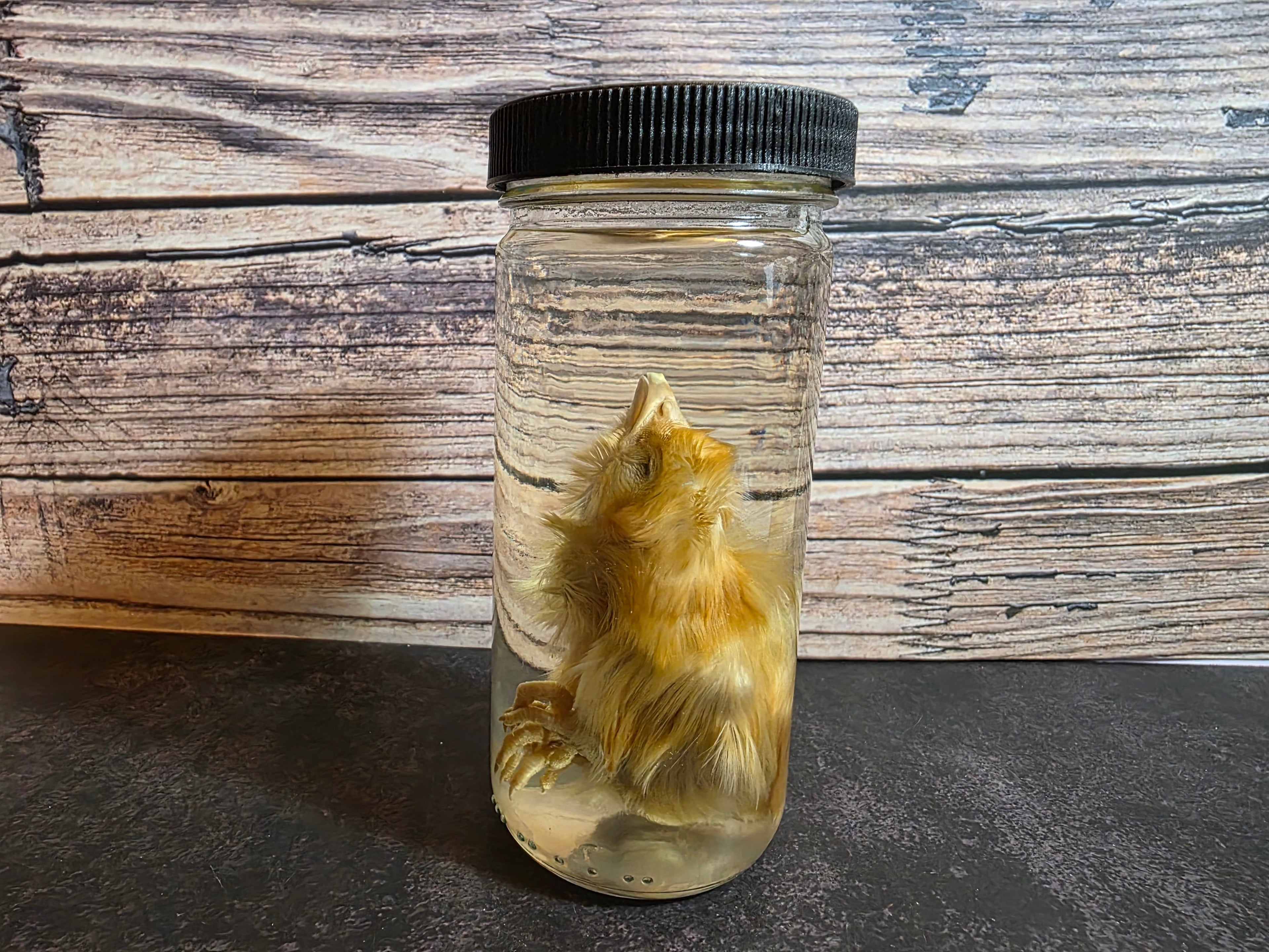 Domestic Chick Wet Specimen