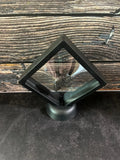 Fossilized Partial Horse Molar Floating Frame