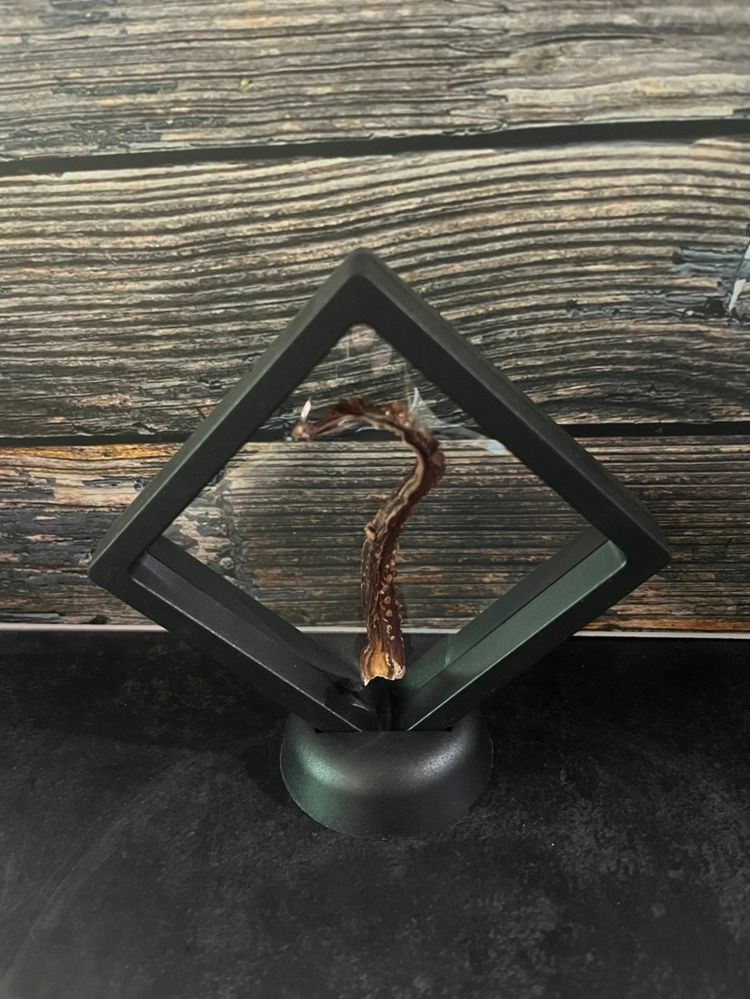 Dry Preserved Octopus Tentacle Floating Frame (Vertical)