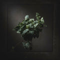 Syngonium Batik