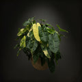 Philodendron Burle Marx Variegated