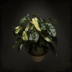 Philodendron Burle Marx Variegated